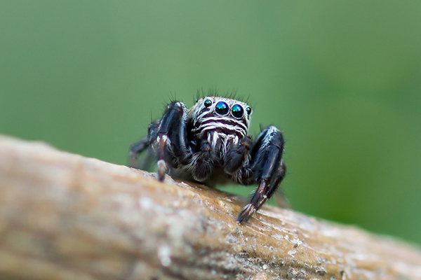 Photo Series: Nature / Case 13: The Jumping Spider