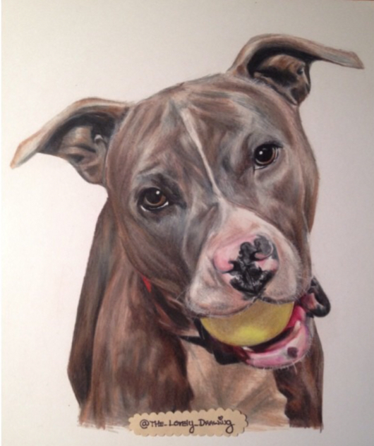 madethis Made this colossal dog animal Drawing  Realism cute Pitbull photorealism portrait Pitbull