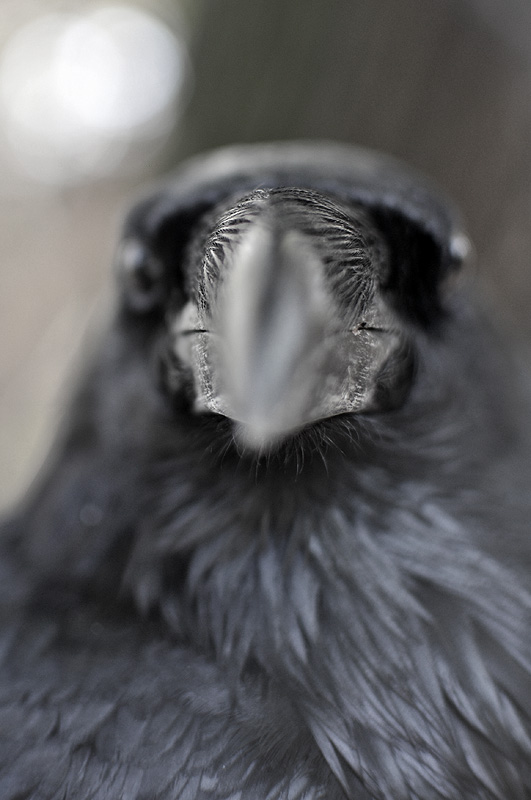 raven the raven bird balck balck bird crow zoo belgrade cage