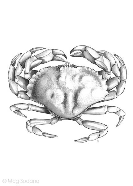 marine  crab  invertebrate  sea  ink lobster scientific beach