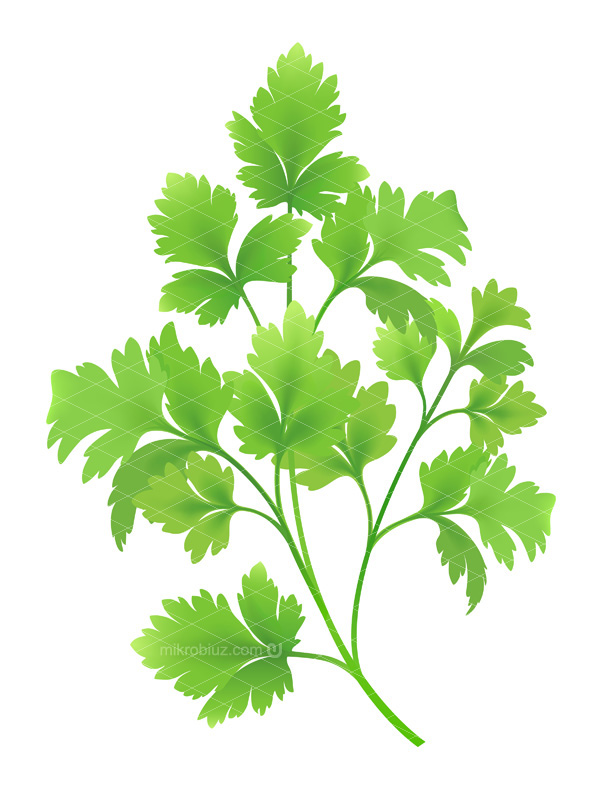 vector illustrations graphics plants parsley dill green