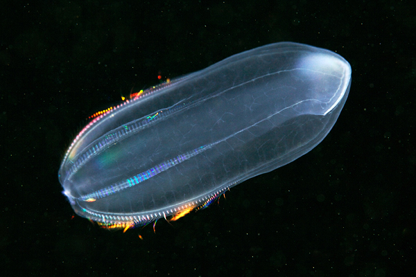underwater macro plankton creatures
