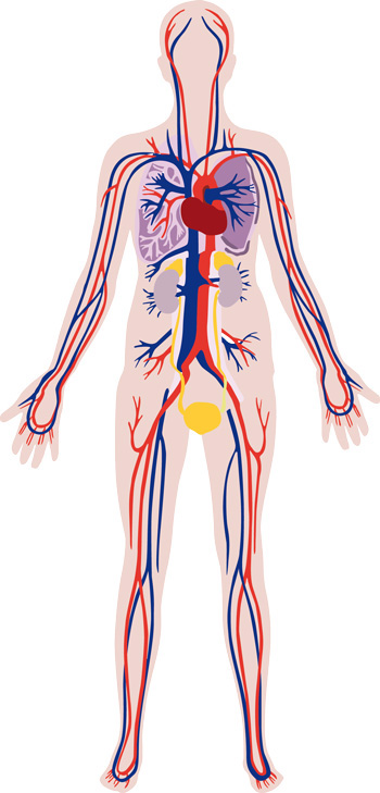 organe Menschlicher Körper Vektorgrafik Realistisch Gesundheit Verdauungstrakt Blutkreislauf