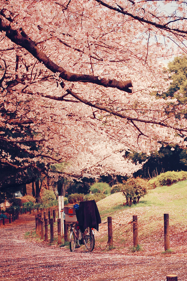 Cherry Blossom hanami tokyo Flowers flower Nature