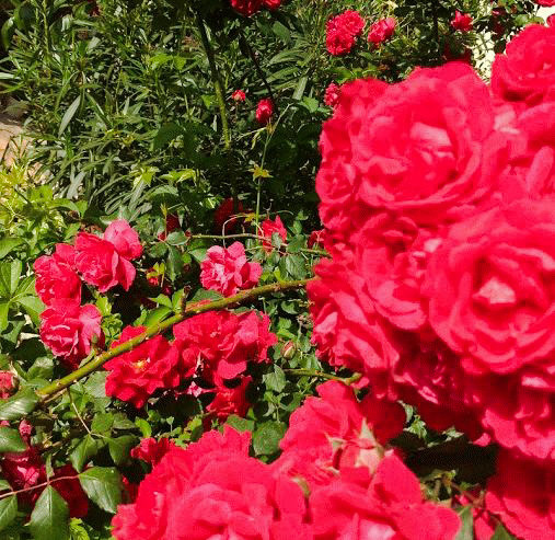 colors Flowers May Roses spring