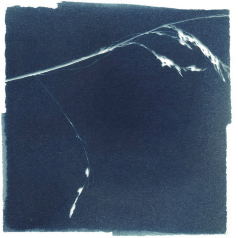cyanotype analog blue White paper Photogram