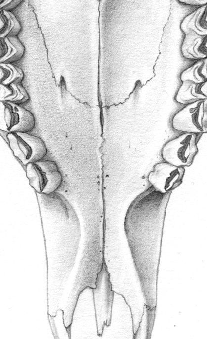 skull deer deer skull scientific illustration animal teeth bone bones