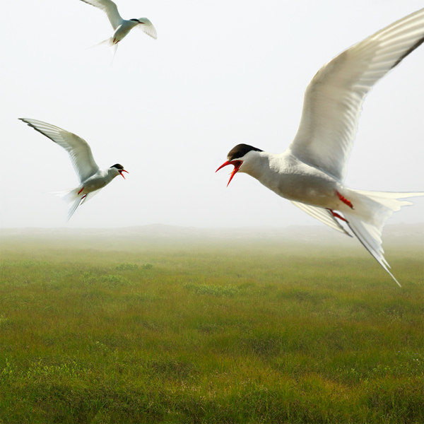 birds helgalaufeyphotos landscapes photomanipulation