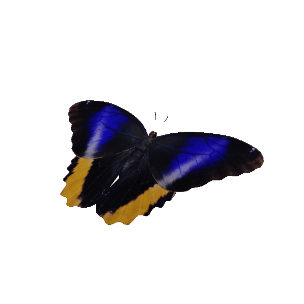 Image may contain: butterfly, moths and butterflies and invertebrate