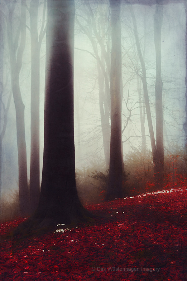 trees forest Landscape fog atmosphere mood photo illustration 
