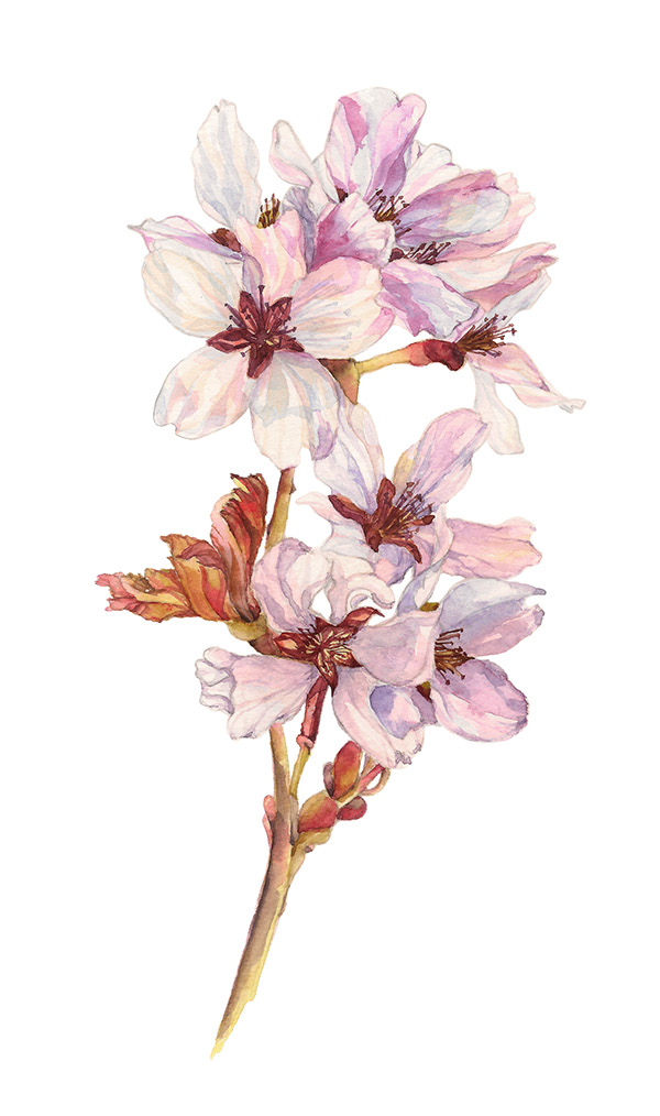 watercolor blossom Flowers botany botanical Painted