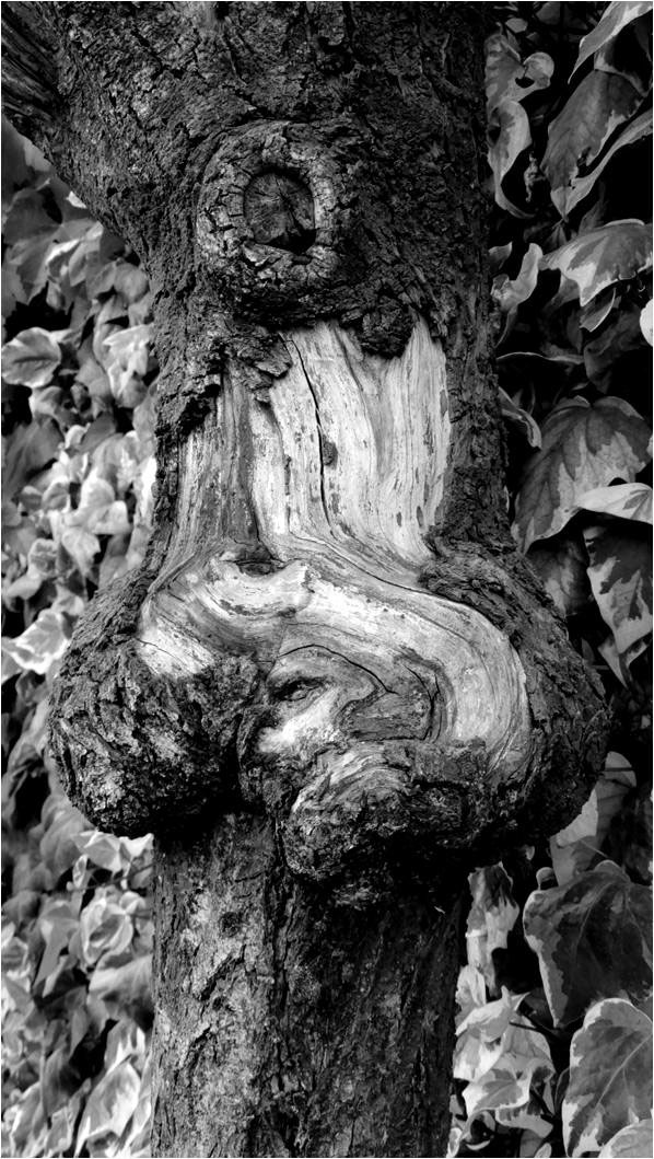madera Nature
