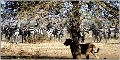 animals  Africa