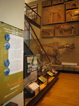 natural history EXHIBIT DESIGN museum Amherst Dinosaur geology college