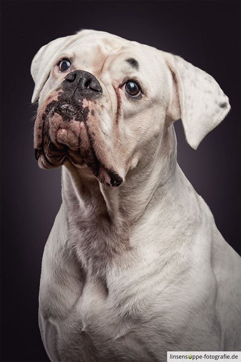 dogs dog photography dog portrait Dog Portraits hundefotografie hunde animal animals linsensuppe