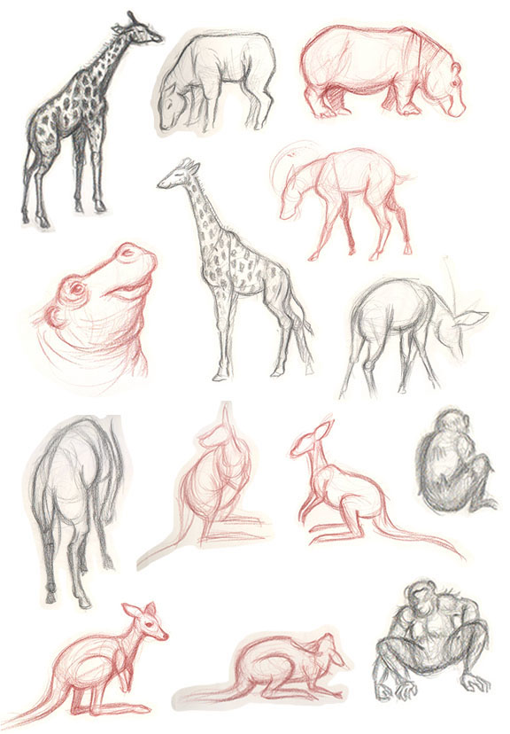 animals sketches zoo horses giraffes hippos sheep birds