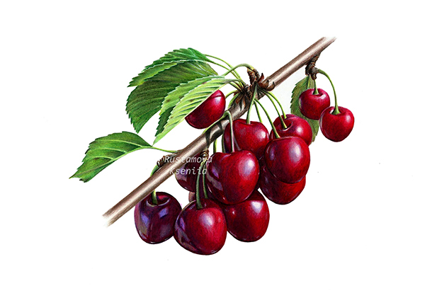 apples plums grapes nectarines Cherries fruits berries Food  food illustartion botanical illustration