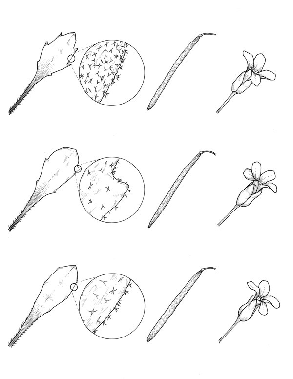 boechera scientific pen ink botanical Plant