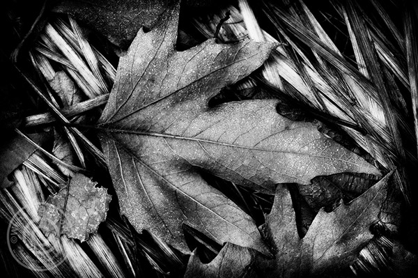 Nature in Black and White on Behance