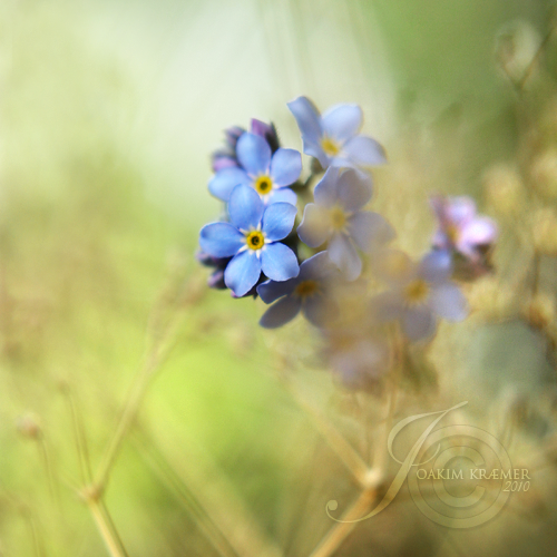 forget me not joakim kræmer photo photography norway flower blue summer