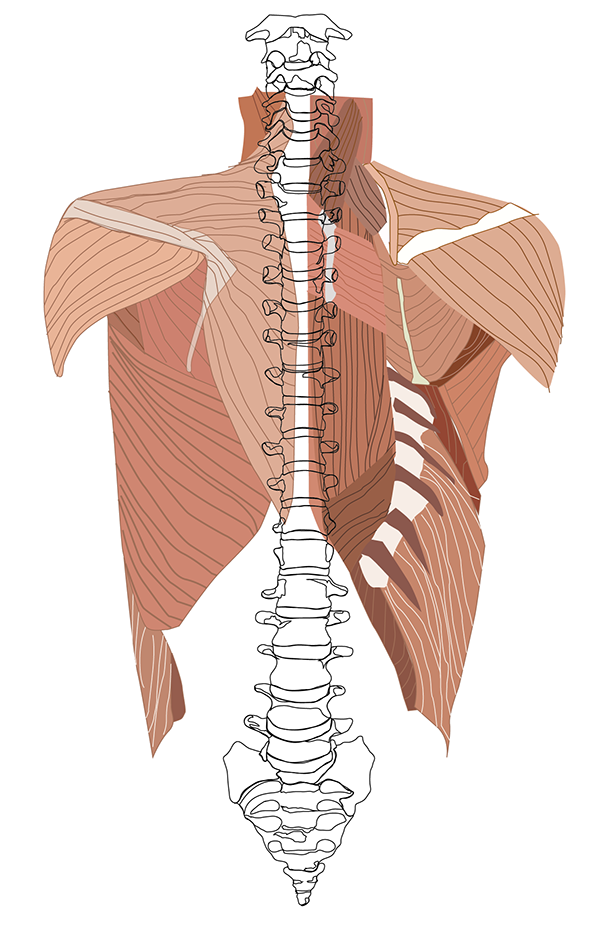 Simple Human Muscles Diagram - 13 Best Images of Simple Muscle Labeling