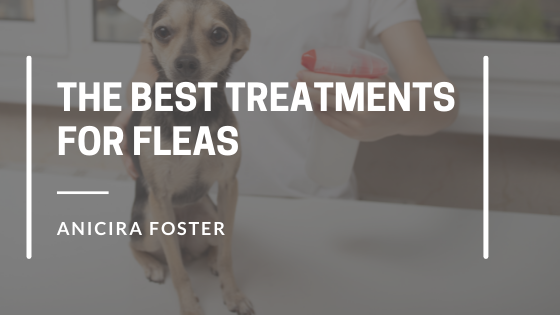 anicira foster animal welfare animals cate lemmond Flea treatment fleas pet tips pets