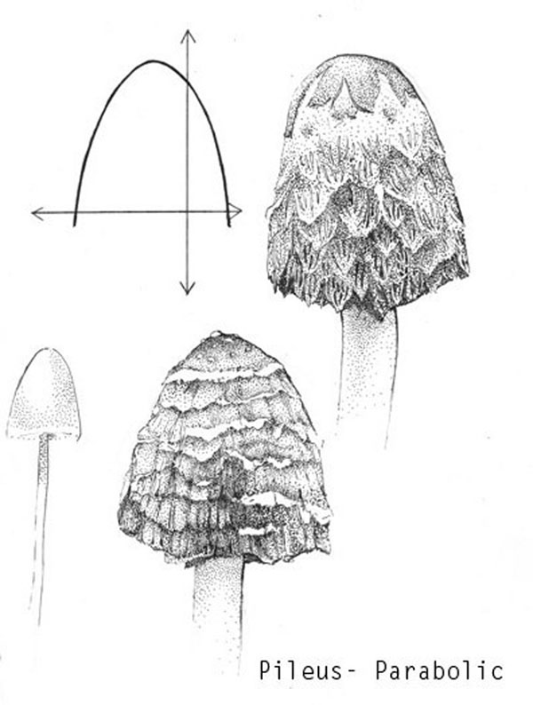 mushroom fungus illustrations scientific stipple pileus stipe radicating parabolic Nature