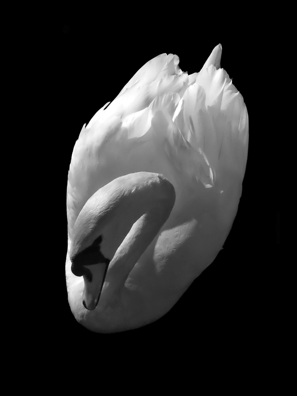 black White swan swans birds river light feather