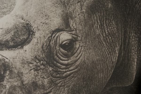 northern white rhino  platinum prints  limited edition prints