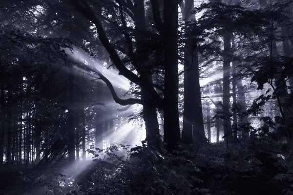 forest wood fog mist Sun light Sunrays lightrays eerie Mystic dark Landscape landscape photography germany