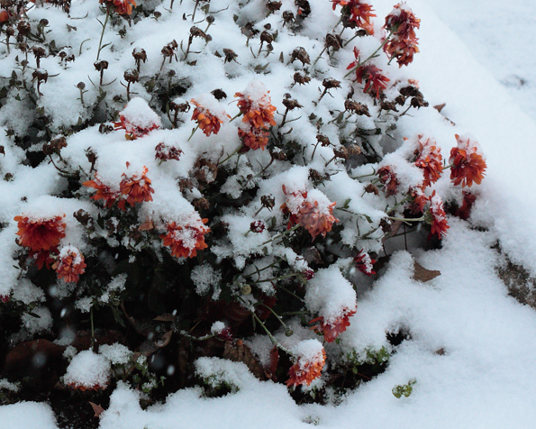 snow Flowers bushes winter cordoba Classic grill