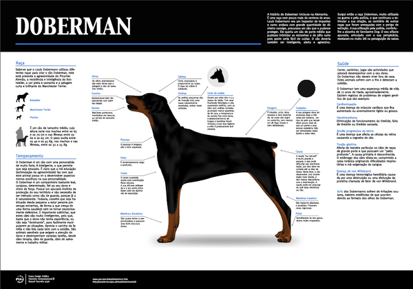 doberman Infografy infografia dog dog ilustration dog drawing ilustrations black dog
