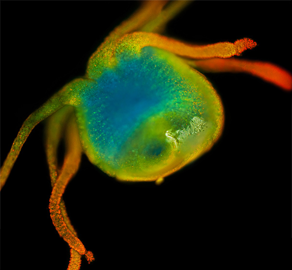 fluorescent micro microscope animals exotic creatures aliens monsters light macro