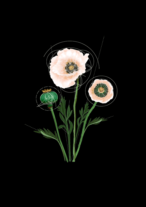 geometry botanical Lotus poppy flower science ILLUSTRATION  art dandelion