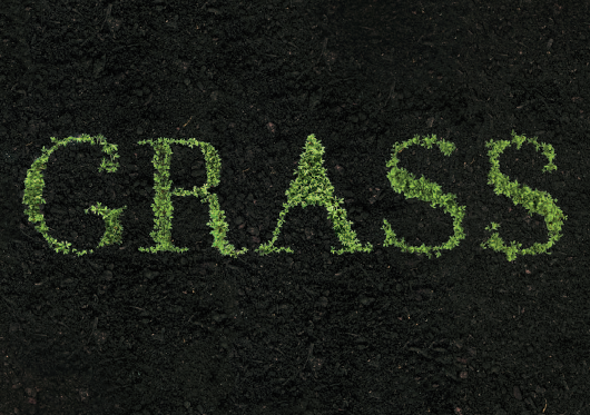 Plant grass green type letters