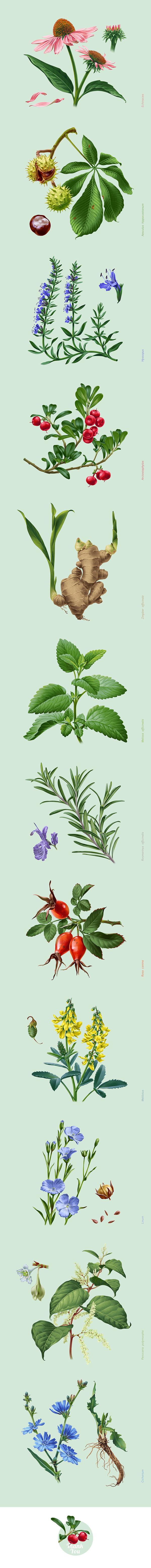 Medical Plants