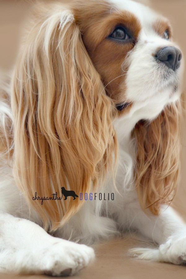 Cavalier King Charles dogs