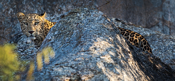 leopard sculpture Outdoor wildlife India panther Rabari steel
