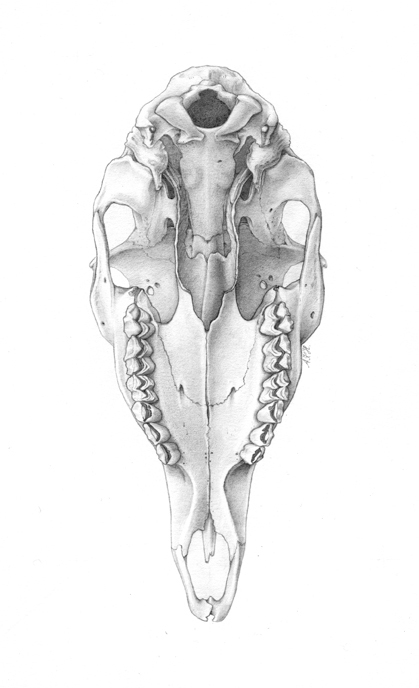skull deer deer skull scientific illustration animal teeth bone bones