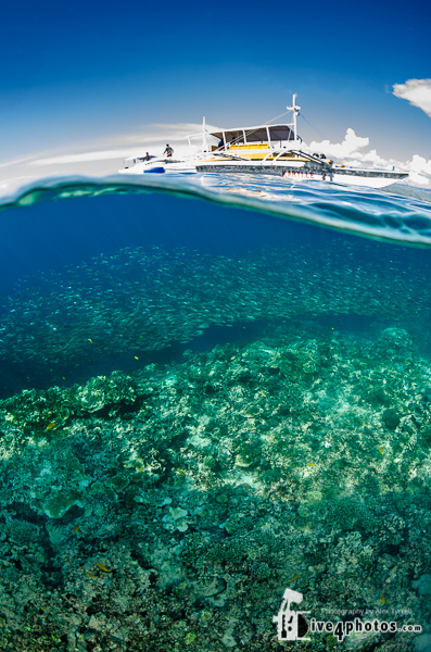 Adobe Portfolio underwater Moalboal Pescador Island malapascua cebu philippines marine sea Monad Shoal