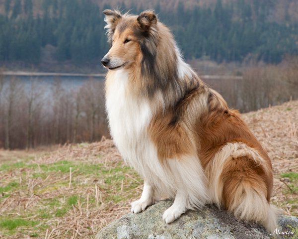 Rough collie dog lassie canine Thirlmere lakes