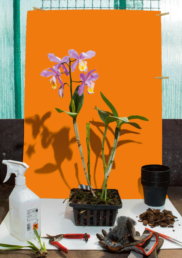 orchid Plant orange Exhibition 