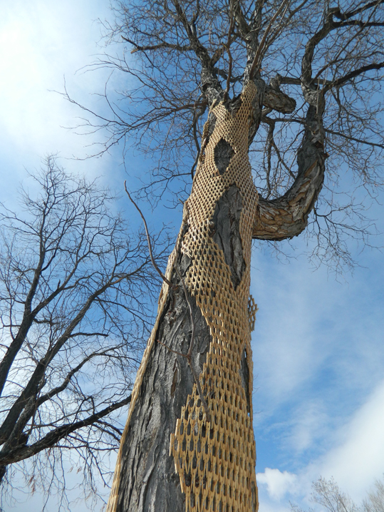 gerry Gerry Stecca stecca lafayette Colorado SCAD UCSD installation clothespins clothespegs Sustainable art artist wood Tree 