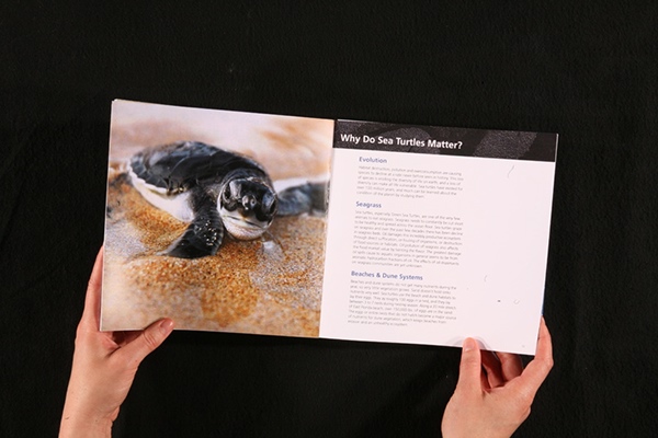 The Plight of the Sea Turtles on Behance