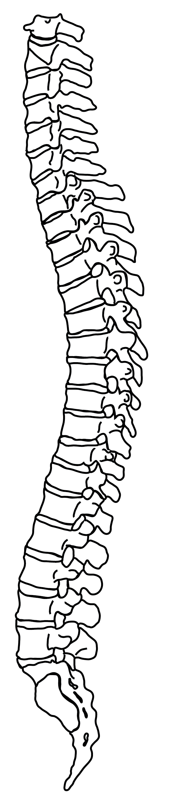 A line art image of the spine structure. .