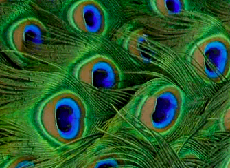 paravan wood Sandel Wood peacock pattern privacy