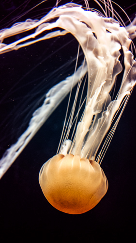 adaa_2015 adaa_school arizona_state_university adaa_country united_states adaa_photography jellyfish Ocean wildlife animals