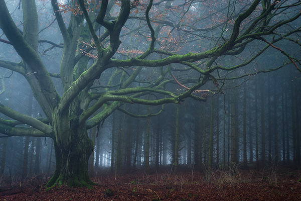 Forest of the giant beech trees II