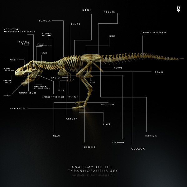 T-Rex Complete Skeleton Anatomy on Student Show