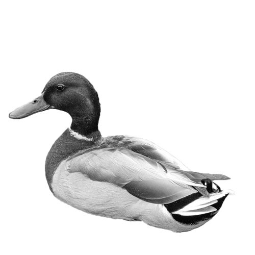 james bond quack micron pen adobe illustrator Adobe Photoshop graphic design  logo duck James Pond
